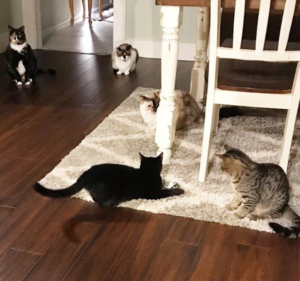 Cats