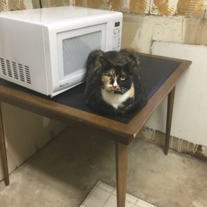 Tabitha with the Microwave