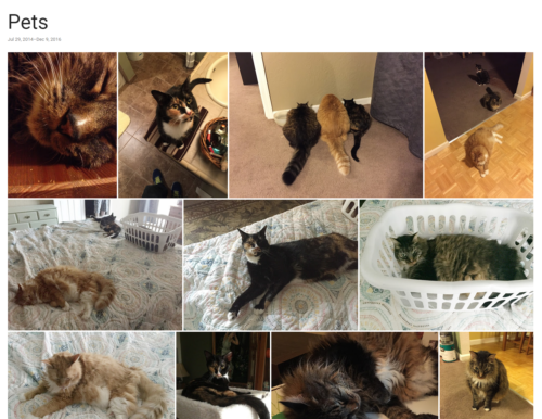 google photos album pets