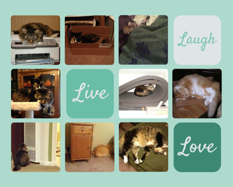 Let Me Introduce You to My Cats