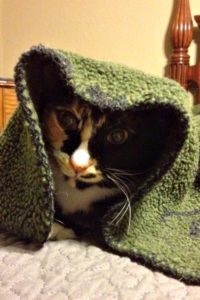 Tabitha the Ewok Cat